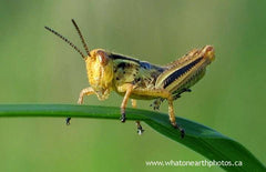 Two-striped Grasshopper nymph (Melanoplus bivittatus), Ontario