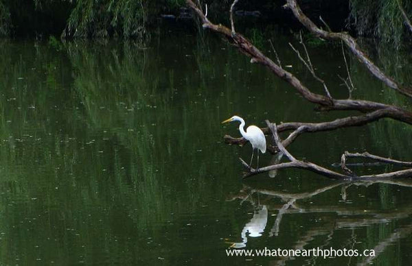 Great Egret at the coves, London, Ontario