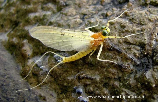 flatheaded mayfly (Stenacron interpunctatum), Ontario