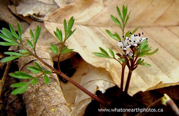 Harbinger-of-spring (Erigenia bulbosa), Ontario