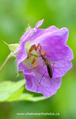 female mosquito on Wild Geranium, Ontario