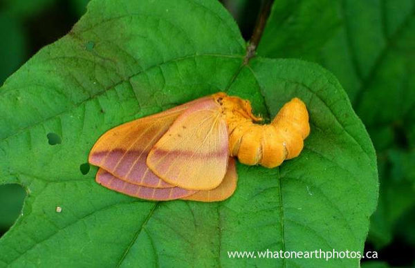 Pink-striped Oakworm Moth (Anisota virginiensis), Ontario