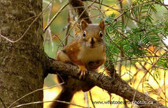 Red Squirrel (Tamiasciurus hudsonicus), Ontario