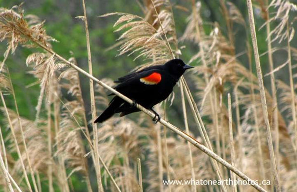 Red-winged Blackbird in Phragmites, Ontario