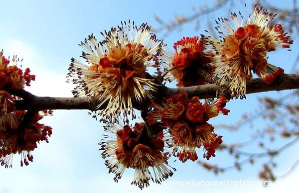 Silver Maple male flowers, Ontario