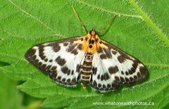 Small Magpie Moth (Anania hortulata), Ontario