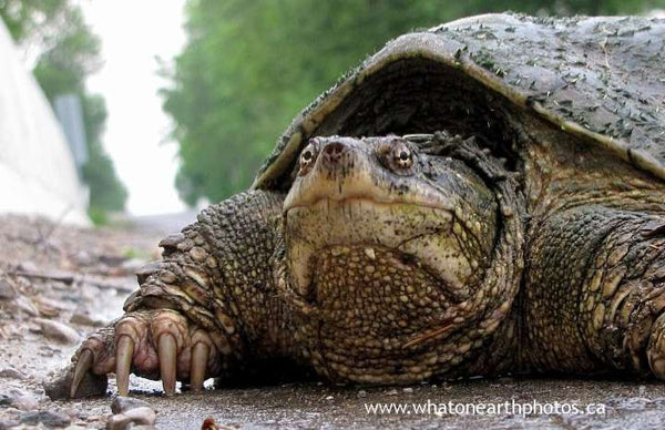 "on the road again" Snapping Turtle (Chelydra serpentina), Ontario