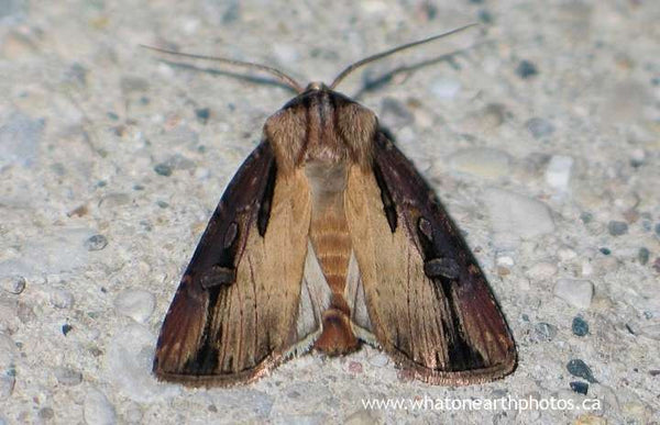 Voluble Dart Moth (Agrotis volubilis), Ontario