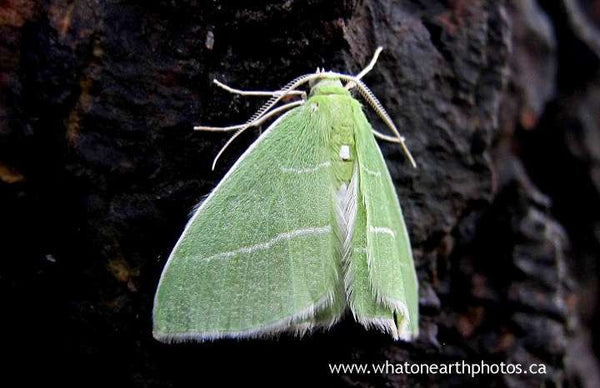 White-fringed Emerald Moth (Nemoria mimosaria), Ontario