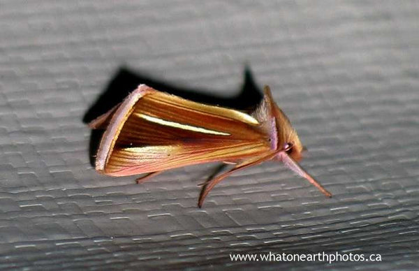 White-streaked Looper Moth (Plusia venusta), Ontario