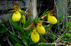 Yellow Lady's-Slipper (Cypripedium parviflorum), Ontario